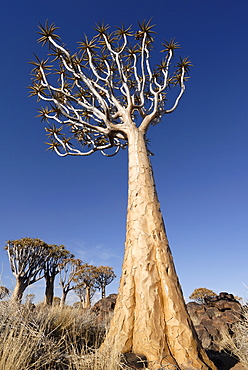 Quiver tree, Keetmanshoop, Namibia, Africa