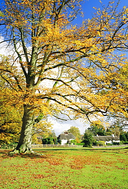 Cottages, Lyndhurst, New Forest, Hampshire, England, UK