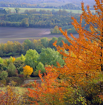 The North Downs, near Dorking, Surrey, England, UK, Europe