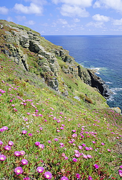 Flowers of the Hottentot Fig growing above the coast at The Lizard, Cornwall, England, UK