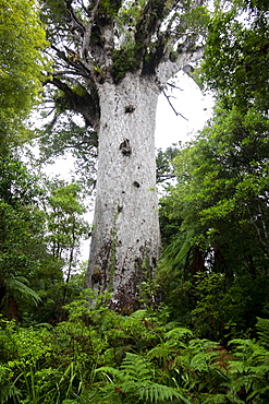 Giant kauri tree Tane Mahuta (Agathis australis), Northland, North Island, New Zealand, Pacific