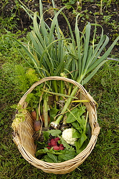 Basket of vegetables grown on an allotment, England, United Kingdom, Europe