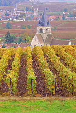 View Of The Chapel Of St. Lie Over Vineyards Of Champagne, Autumn, France 