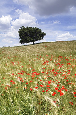 Spring poppies and lone tree, Andalucia, Spain, Europe