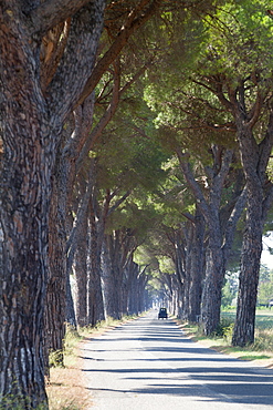 Pine tree lined road with small Piaggio three wheeled van travelling along it, Tuscany, Italy, Europe