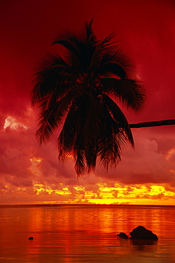 Silhouette of overhanging palm tree, colourful sunset, Aitutaki, Cook Islands, Polynesia, South Pacific islands, Pacific