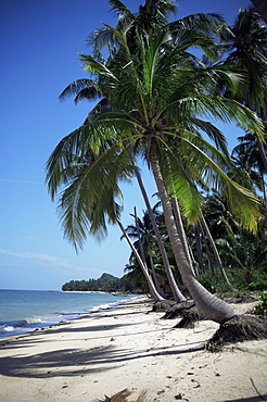 White sandy beach and leaning palm trees, Koh Samui, Thailand, Southeast Asia, Asia