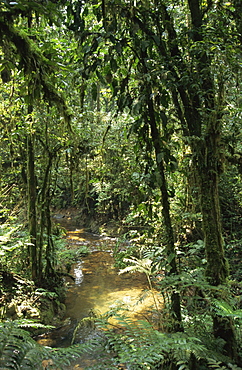 Dense rainforest with ferns and mosses beside a stream, Uganda, East Africa, Africa