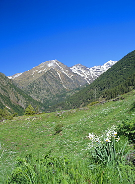 View north west across the Arinsal Valley to Pic de Coma Pedrosa in early summer, Percanela, Arinsal, Andorra