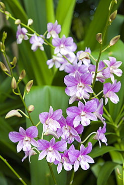 Lilac orchid flowers close up against leaves in Tan Hoon Siang Misthouse in National Orchid Garden in Botanic Gardens, Singapore, Southeast Asia, Asia