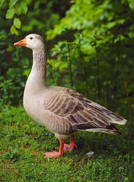 Goose, Godalming, Surrey, England, UK