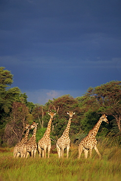 Small group of southern giraffe (Giraffa camelopardalis), Okavango Delta, Botswana, Africa