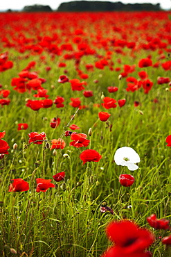 Poppy field, Newark, Nottinghamshire, England, United Kingdom, Europe 