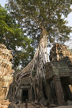 Taprohm Kei temple, Angkor Thom, Siem Reap, Cambodia