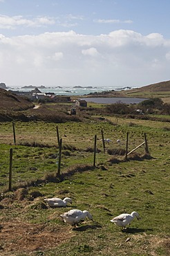 Bryer, Isles of Scilly, United Kingdom, Europe