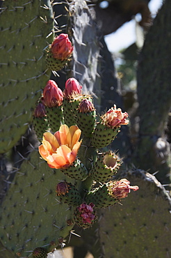 Botanical Gardens, San Miguel de Allende (San Miguel), Guanajuato State, Mexico, North America