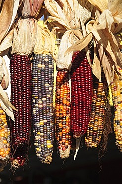 Indian ornamental corn, The Hamptons, Long Island, New York State, United States of America, North America