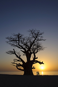 Baobab tree, Sine Saloum Delta, Senegal, West Africa, Africa