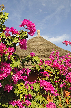 Flowers and hut detail, Sine Saloum Delta, Senegal, West Africa, Africa