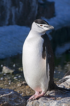 Chinstrap penguin, Gourdin Island, Antarctic Peninsula, Antarctica, Polar Regions