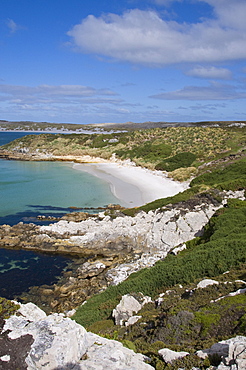 Gypsy Cove, Yorke Bay, Port Stanley, Falkland Islands, South America