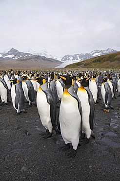 King penguins, St. Andrews Bay, South Georgia, South Atlantic