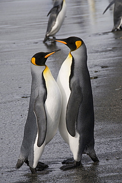 King penguins, St. Andrews Bay, South Georgia, South Atlantic