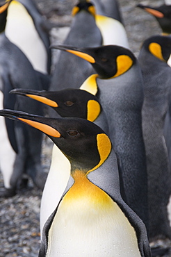 King penguins, St. Andrews Bay, South Georgia, South Atlantic