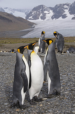 King penguins, St. Andrews Bay, South Georgia, South Atlantic