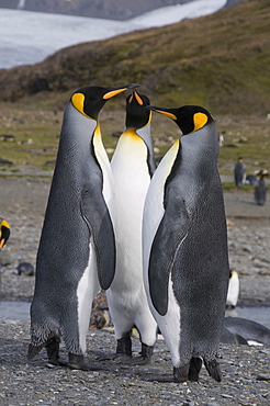 King penguins, St. Andrews Bay, South Georgia, South Atlantic