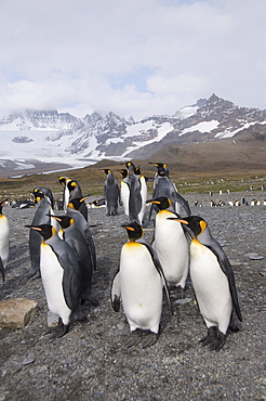 King penguins, St. Andrews Bay, South Georgia, South Atlantic