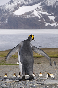 King penguins, St. Andrews Bay, South Georgia, South Atlantic