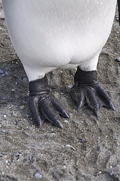 King penguin's feet, St. Andrews Bay, South Georgia, South Atlantic