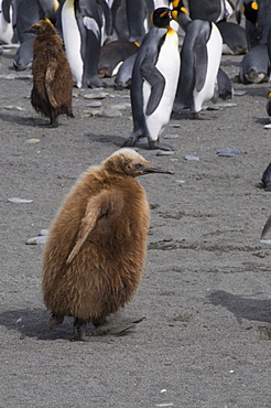 King penguins with brown feathered chicks, St. Andrews Bay, South Georgia, South Atlantic