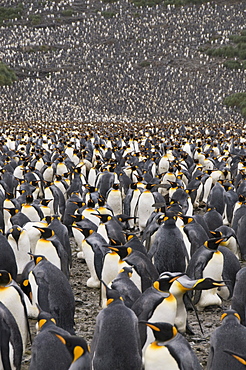 King penguins, Salisbury Plain, South Georgia, South Atlantic