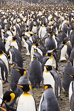 King penguins, Salisbury Plain, South Georgia, South Atlantic