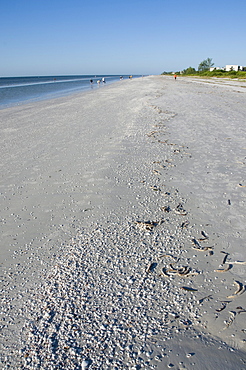 Beach covered with shells, Sanibel Island, Gulf Coast, Florida, United States of America, North America