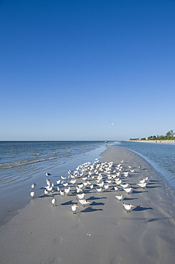 Royal tern birds on beach, Sanibel Island, Gulf Coast, Florida, United States of America, North America