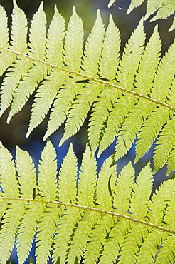 Ferns