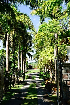 Nevis Botanical Garden, Nevis, St. Kitts and Nevis, Leeward Islands, West Indies, Caribbean, Central America 