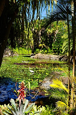 Nevis Botanical Garden, Nevis, St. Kitts and Nevis, Leeward Islands, West Indies, Caribbean, Central America 