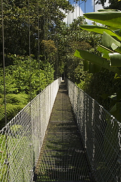 Hanging Bridges a walk through the rainforest, Arenal, Costa Rica