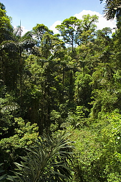 Rainforest vegitation, Hanging Bridges walk, Arenal, Costa Rica