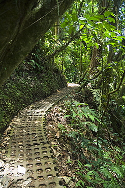 Hanging Bridges a walk through the rainforest, Arenal, Costa Rica