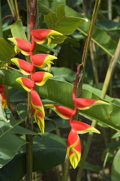 Heliconia, Costa Rica