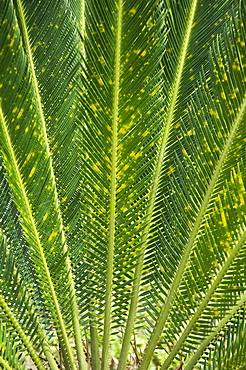 Tree Fern, Arenal, Costa Rica