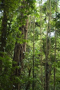 Monteverde Cloud Forest Reserve, Monteverde, Costa Rica