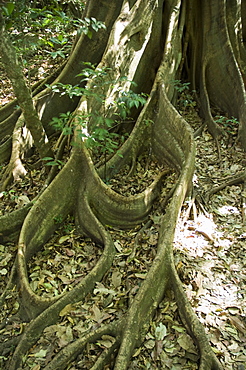 Rincon de la Vieja National Park at foot of Rincon Volcano,  Gaunacaste, Costa Rica