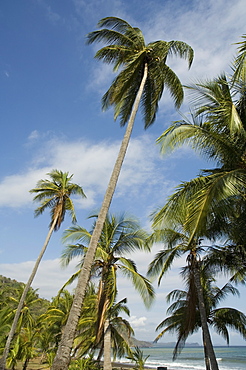 Palm Trees on beach at Punta Islita Nicoya Pennisula, Pacific Coast, Costa Rica