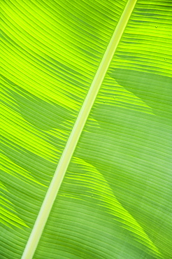 Leaf in rainforset, Tortuguero National Park, Costa Rica